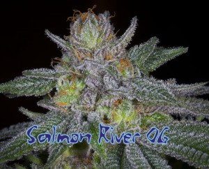 An image of Salmon River OG