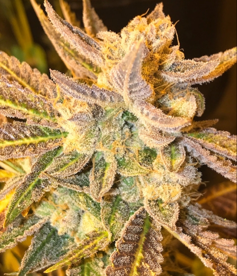 An image of Now N Later OG