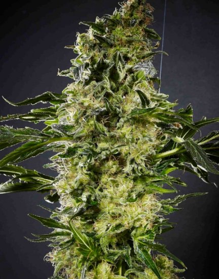 An image of Sour Jack #7