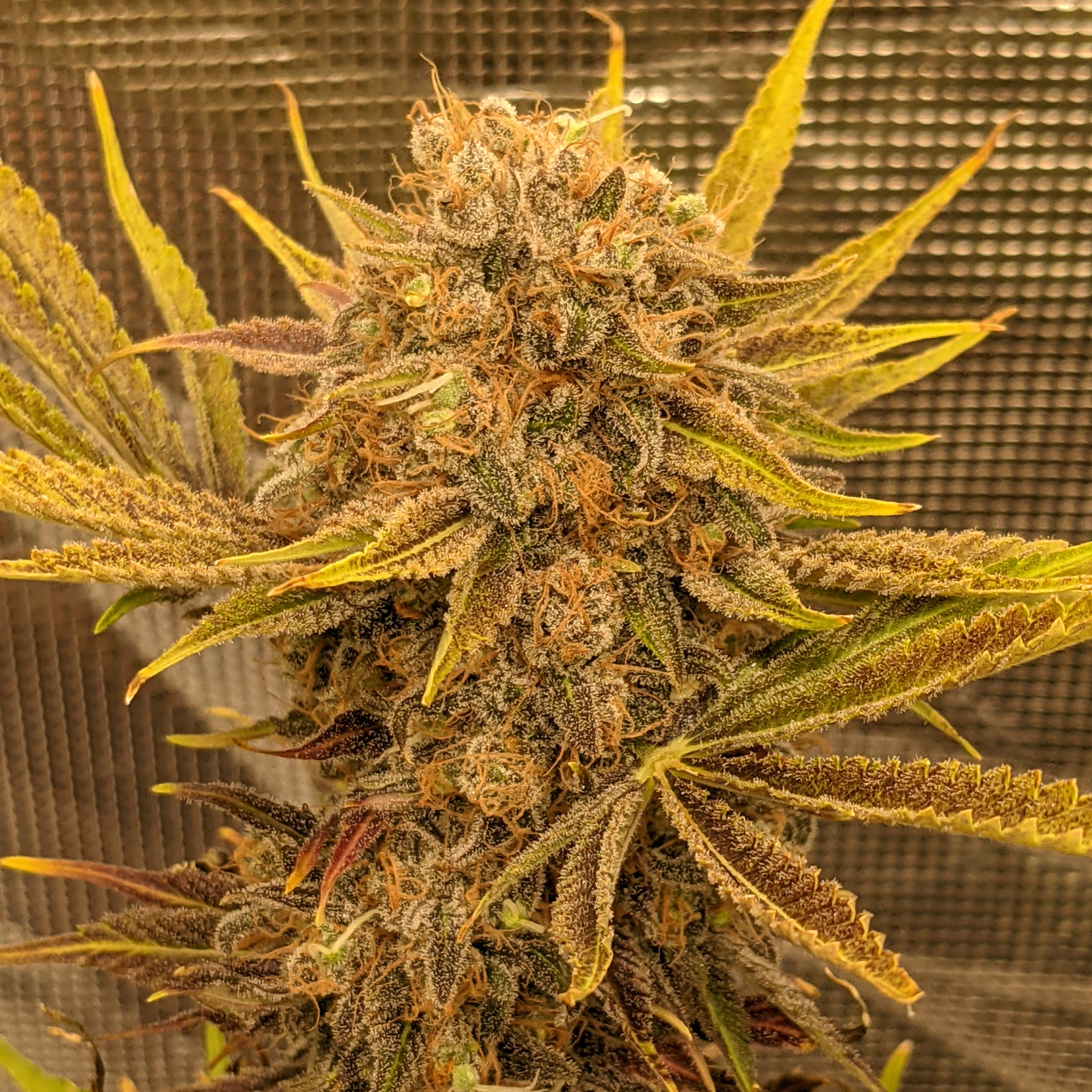 An image of Jersey Girl
