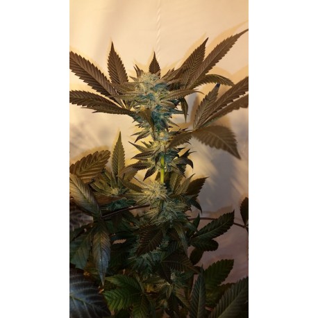 An image of Cosmic Haze