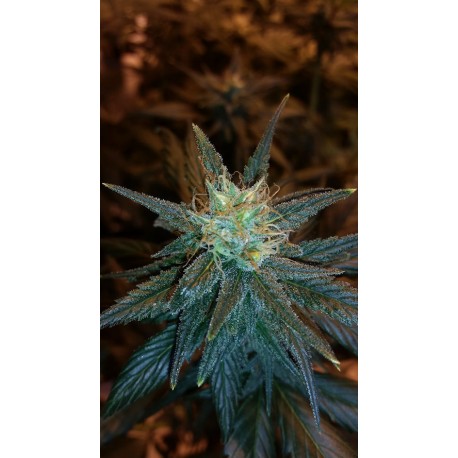 An image of Sour Grape