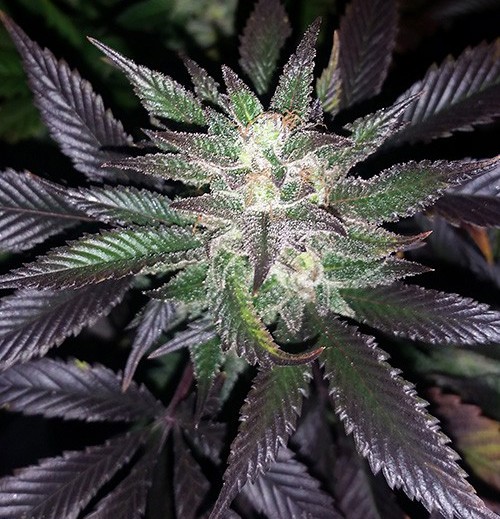 An image of Violet Haze