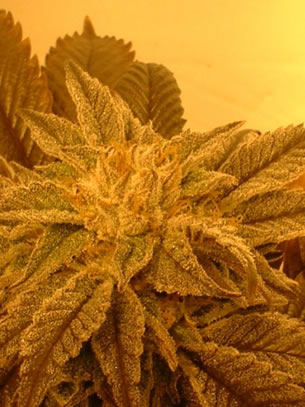 An image of Brenda's Skunk x NL