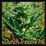 An image of Dutch Treat x Northern Lights