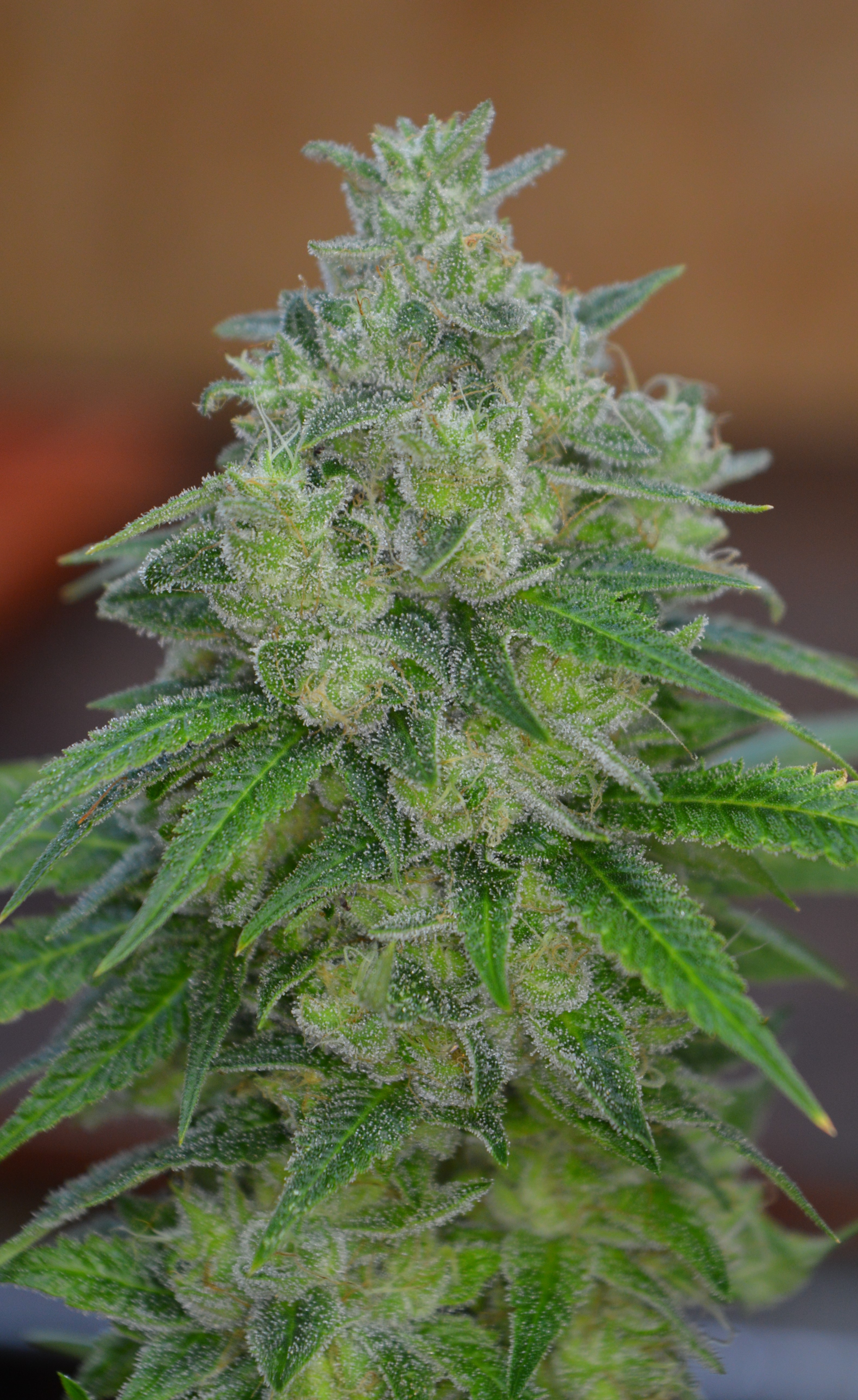 An image of Kalafate Kush