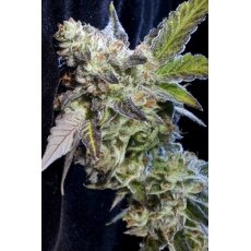 An image of Berry Bomb