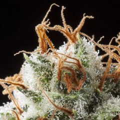 An image of Grizzly Kush