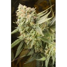 An image of Honey Bananas