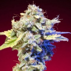 An image of Mango Tango