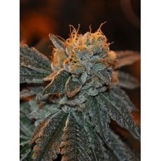 An image of Trueberry