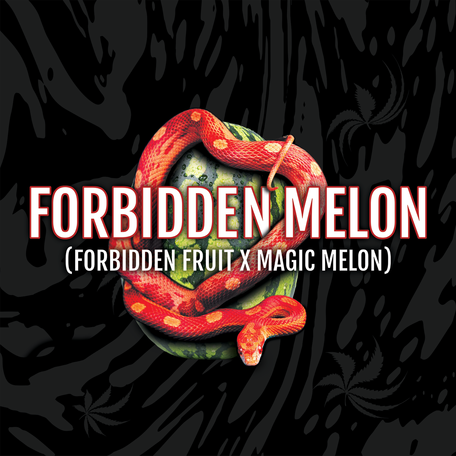 An image of Forbidden Melon