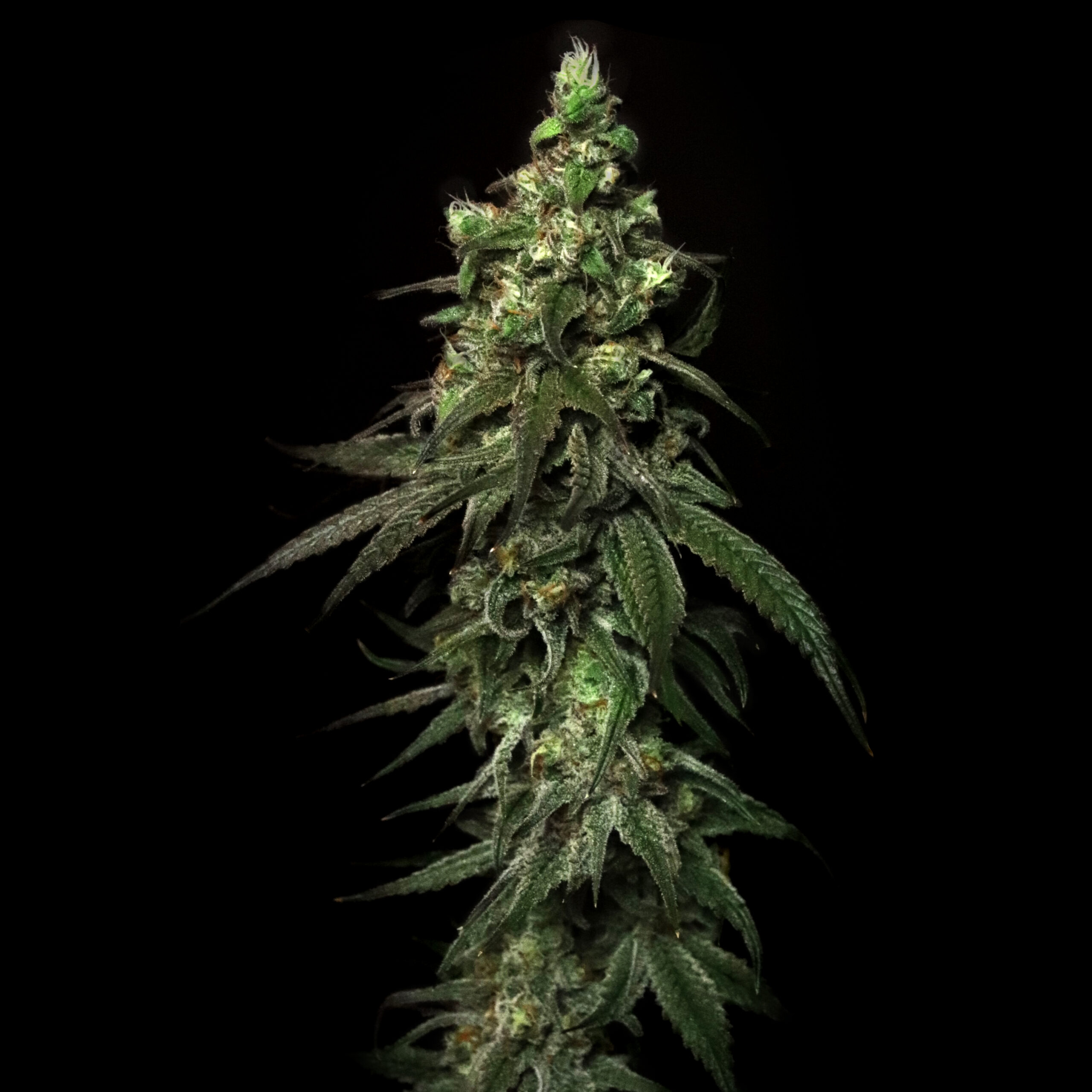 An image of Blitzed
