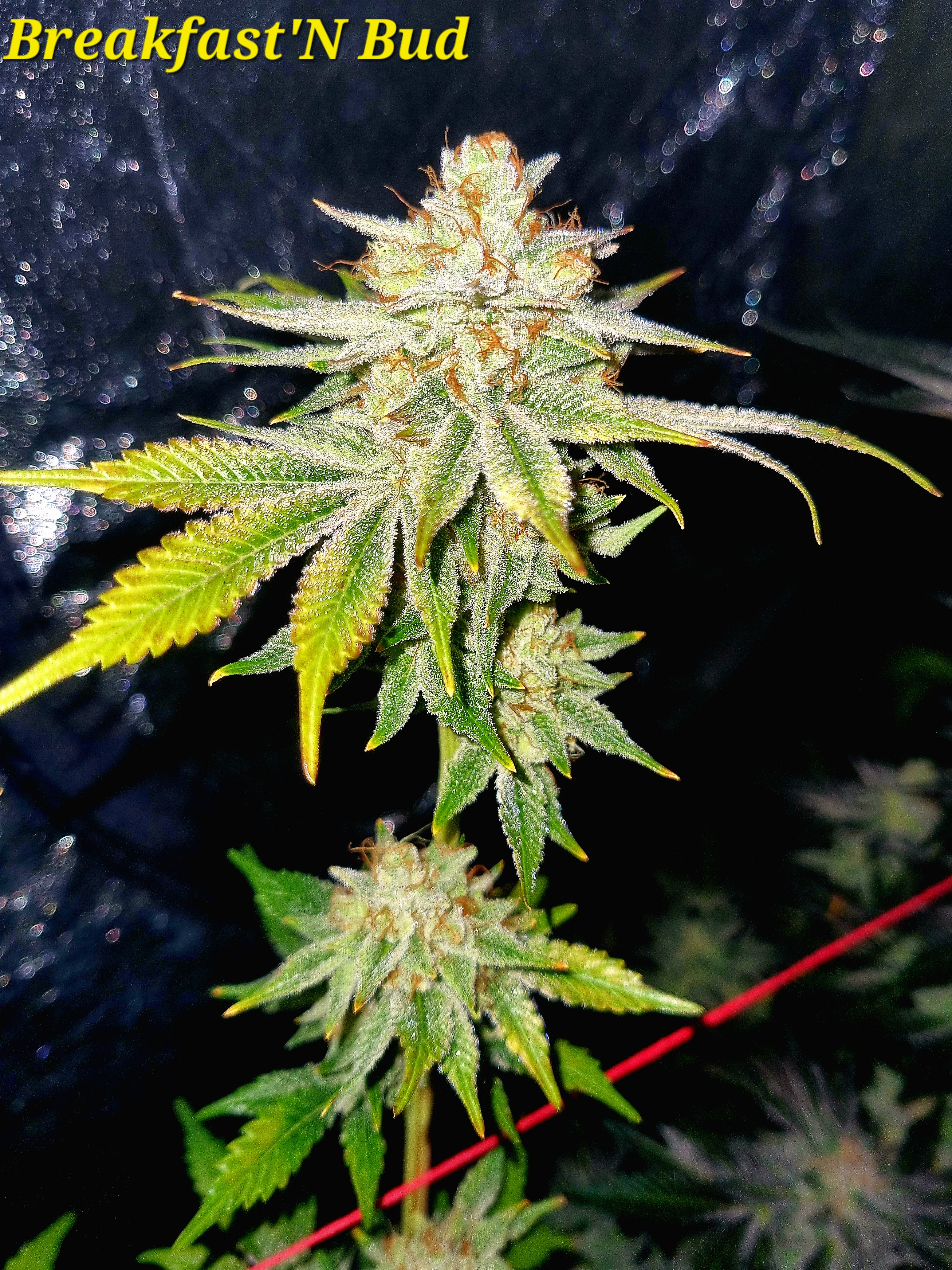 An image of Breakfast'n Bud