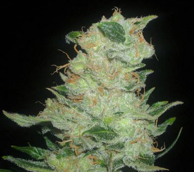 An image of Cinex