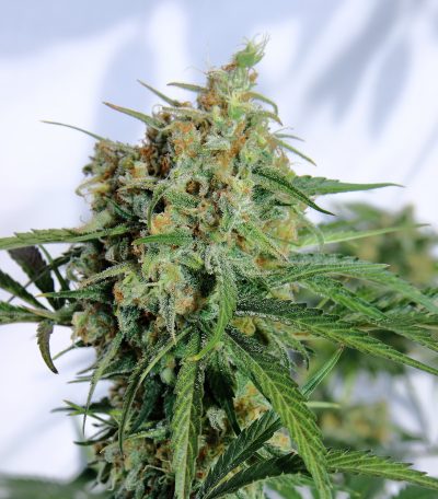 An image of Dreamsicle