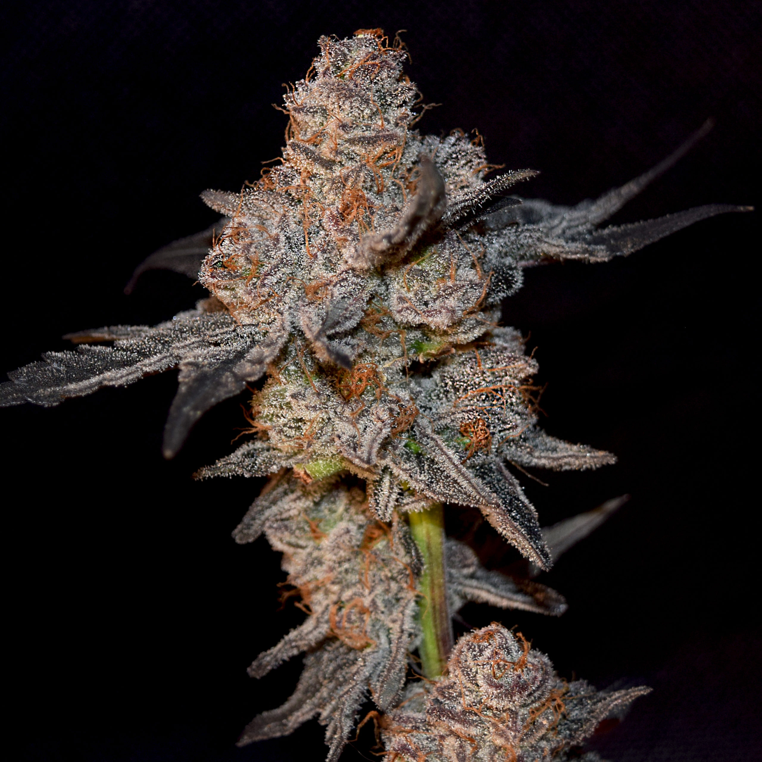 An image of Frosty Kong