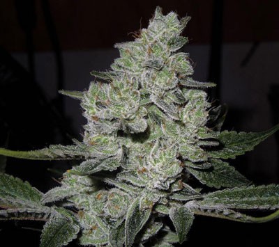 An image of Gorilla Glue #4