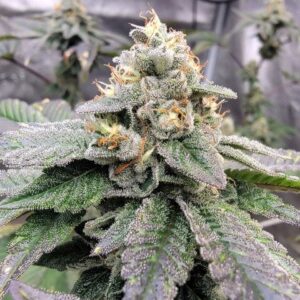 An image of Green Funk