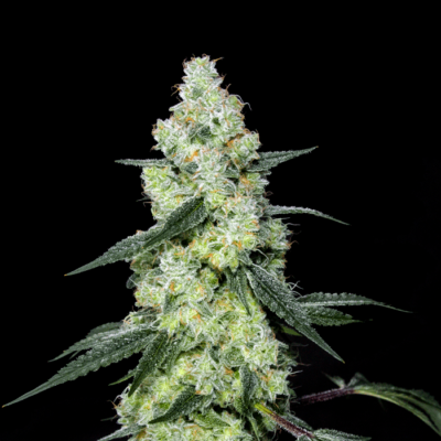 An image of Lemon Dosi