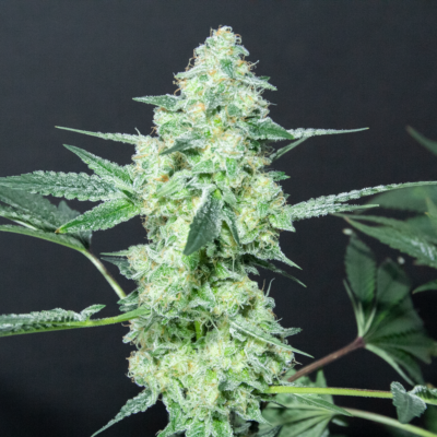An image of Lemon Sherbet
