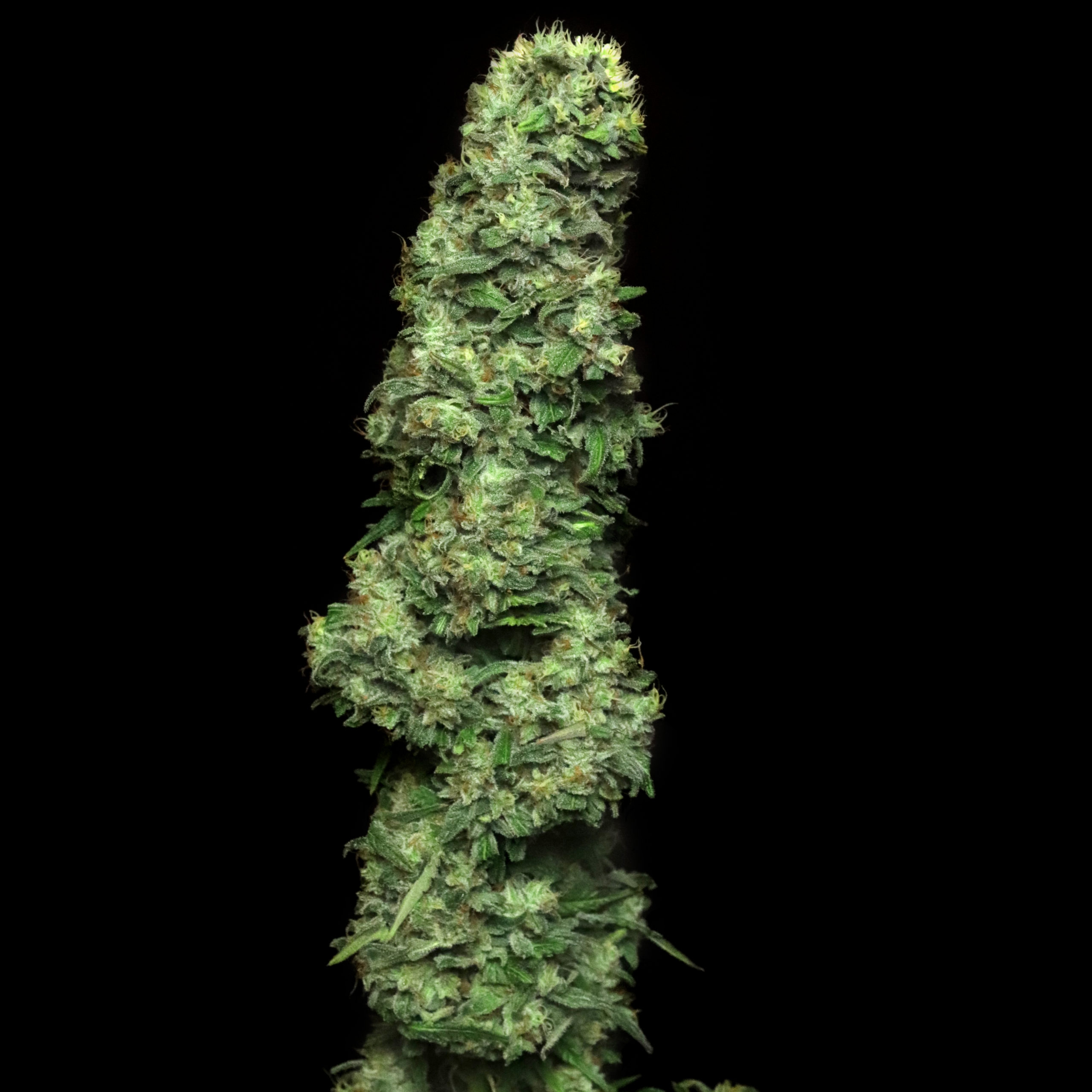 An image of McRuntz
