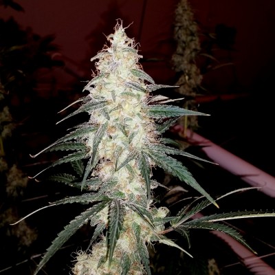 An image of Sherbet Cookies