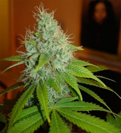 An image of Sour Diesel