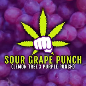 An image of Sour Grape Punch