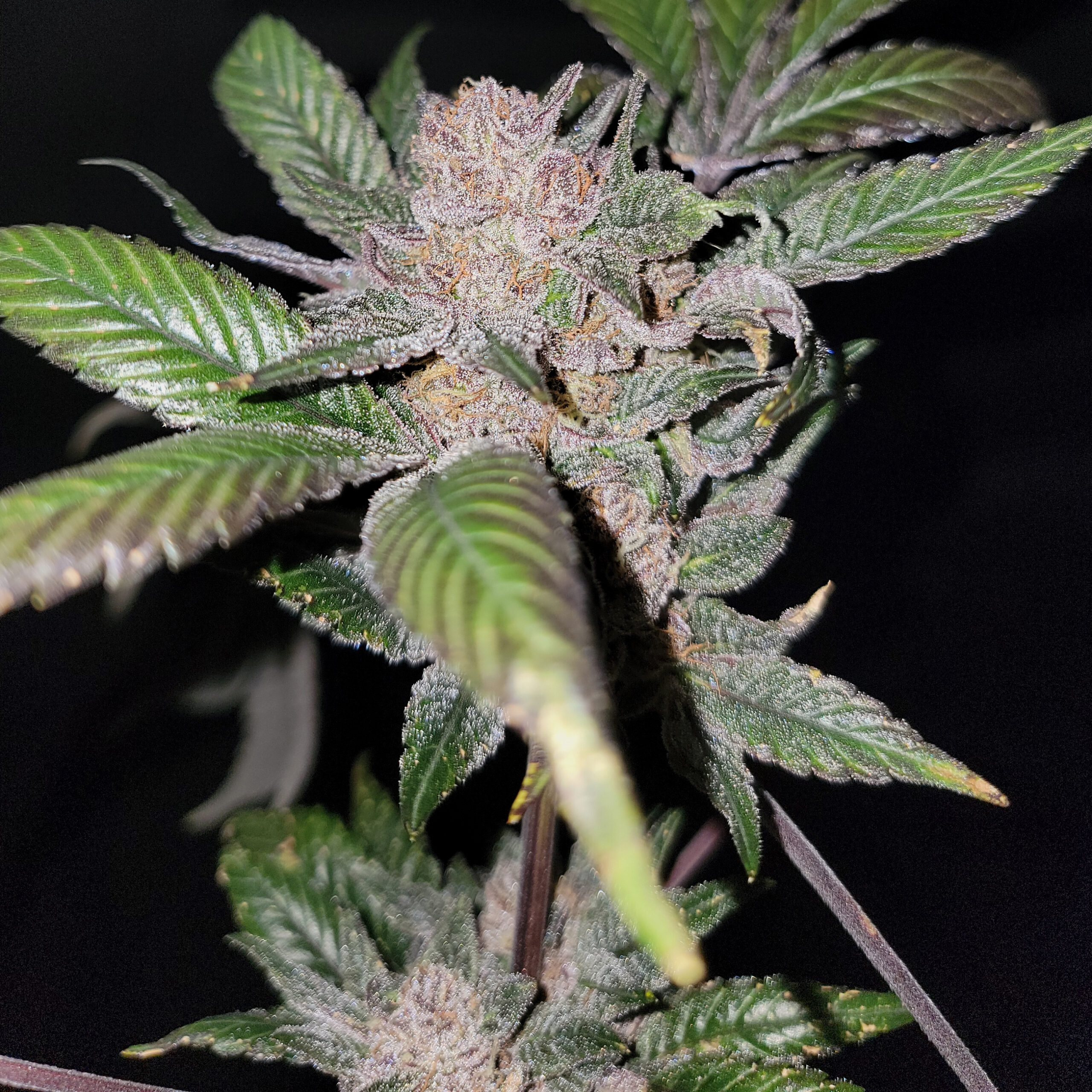 An image of Sour Sage