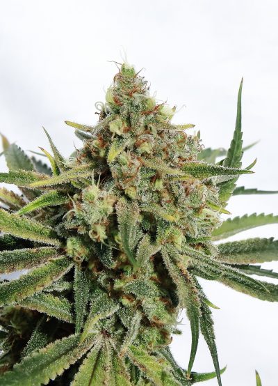 An image of Strawberry Crack