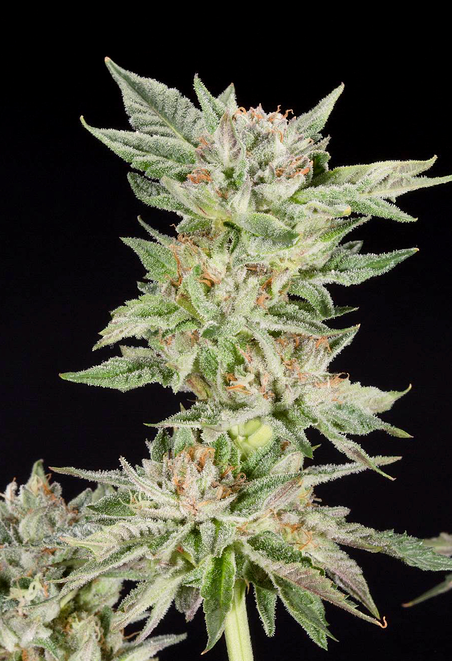 An image of Strawberry Gelato