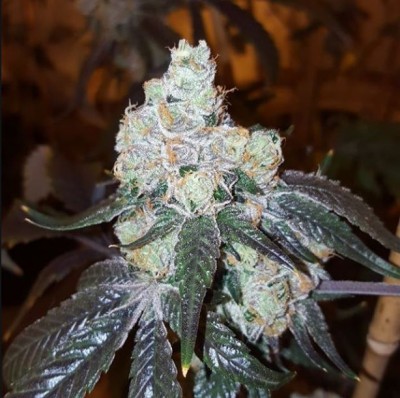 An image of Thin Mint Girl Scout Cookies