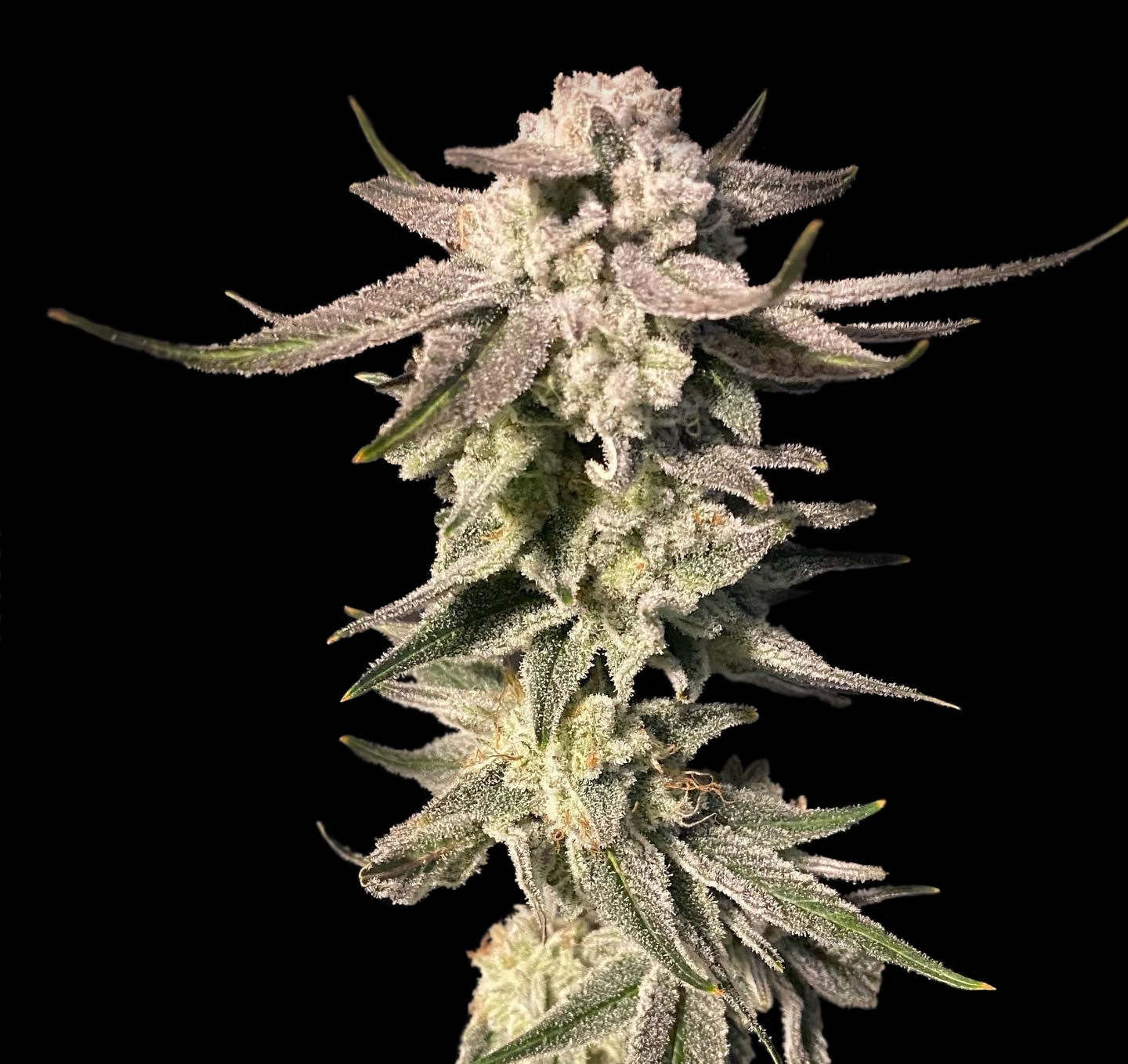 An image of White Blizzard