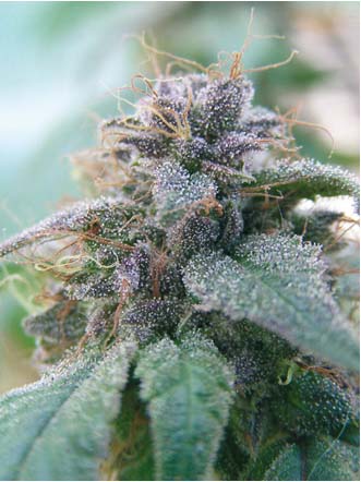 An image of Blue Elite Indica