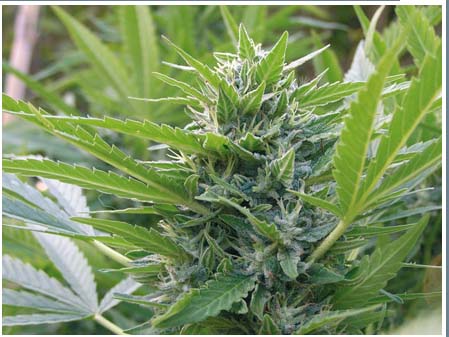 An image of Blue Elite Sativa