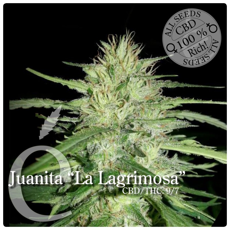 An image of Juanita La Lagrimosa