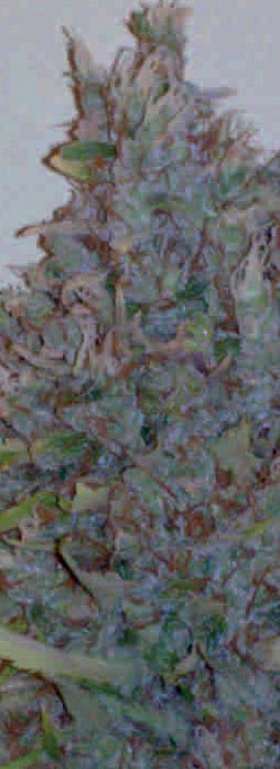 An image of Lavanda Diamond