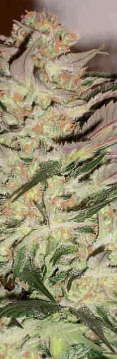 An image of Lemon Khan Afghana