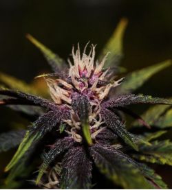An image of Purplediol Auto CBD