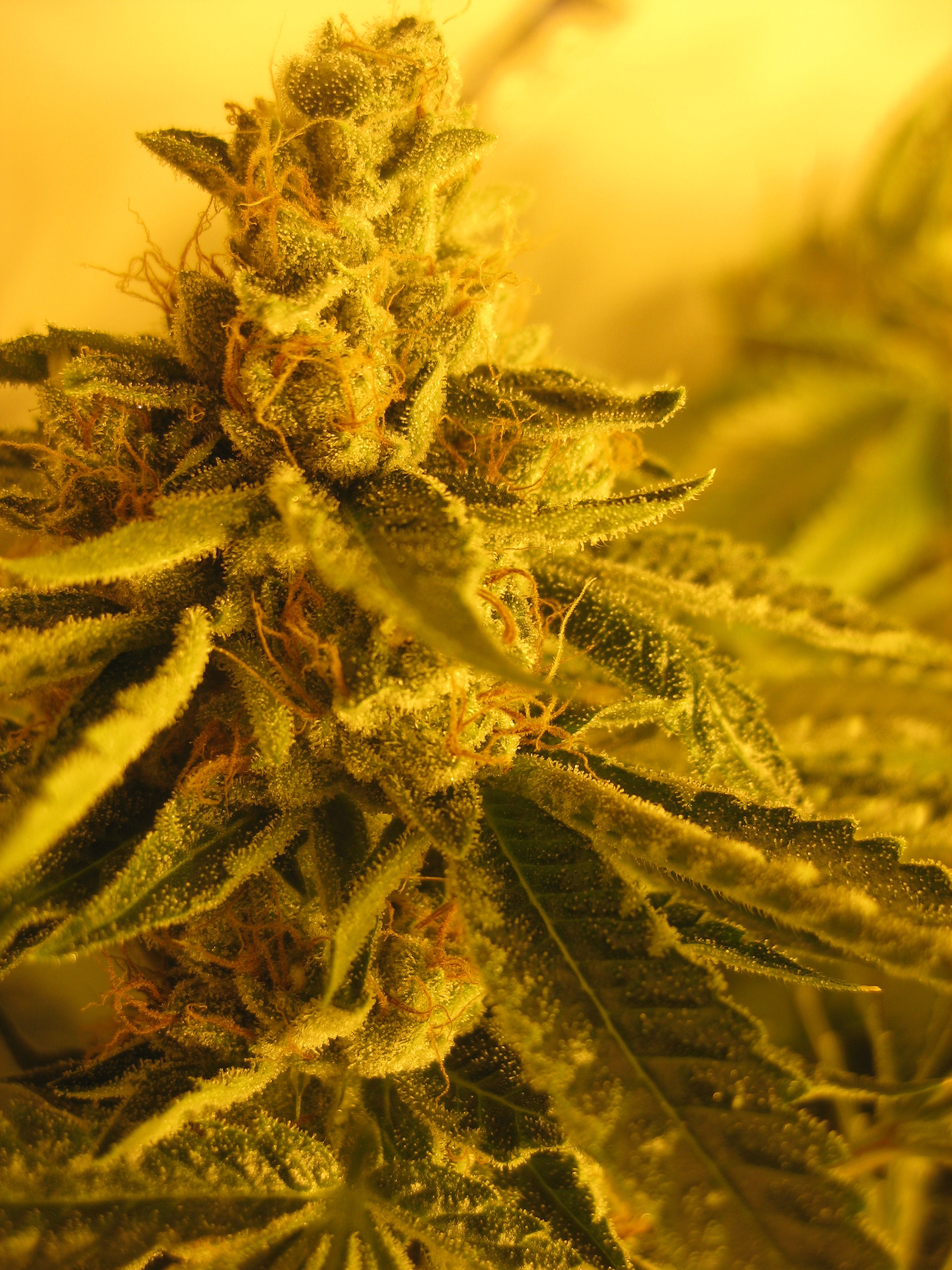 An image of Diesel Maui Dawg