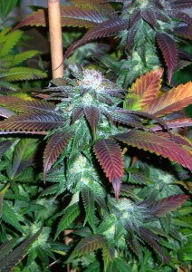 An image of Royal Kush 7