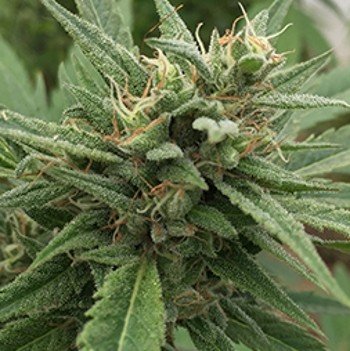 An image of Blueberry Headband Auto
