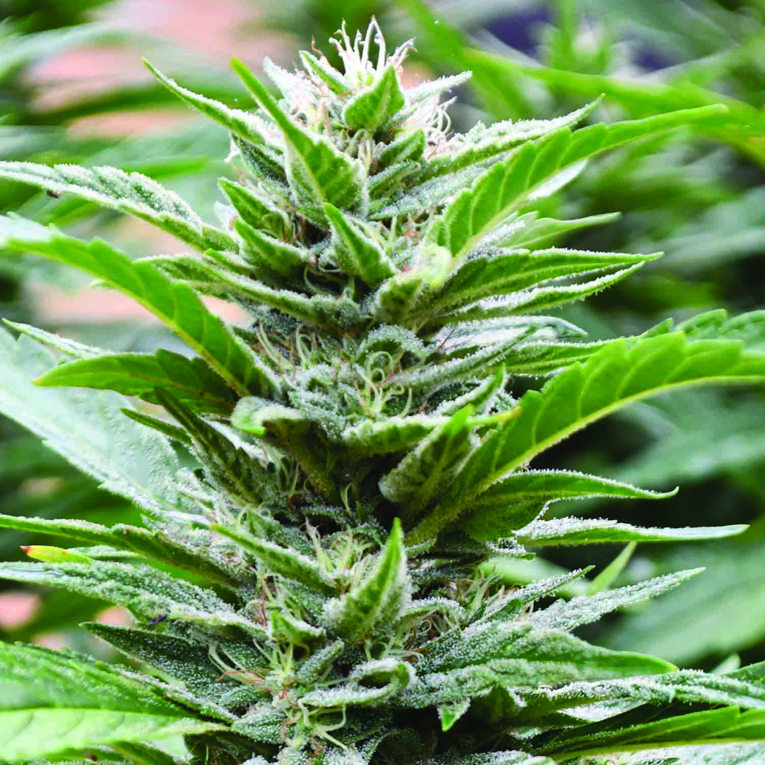 An image of Cookies x 707 Headband