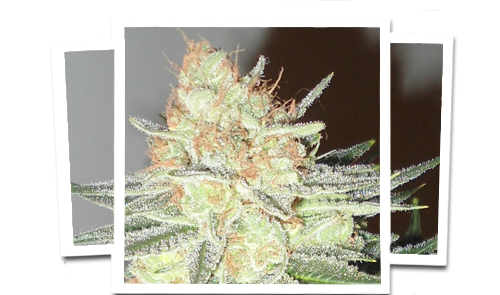 An image of Cotton Candy Cane