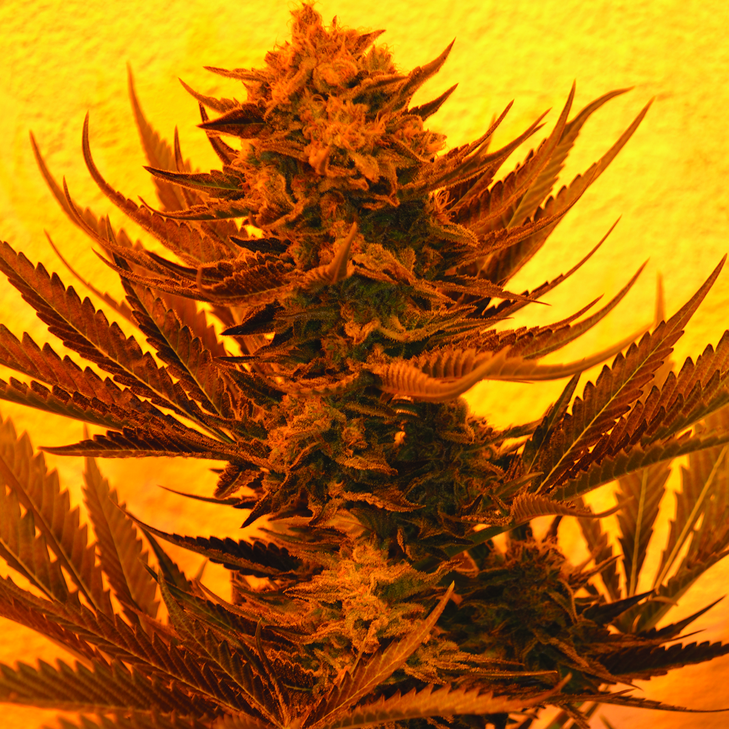 An image of Critical 707 CBD