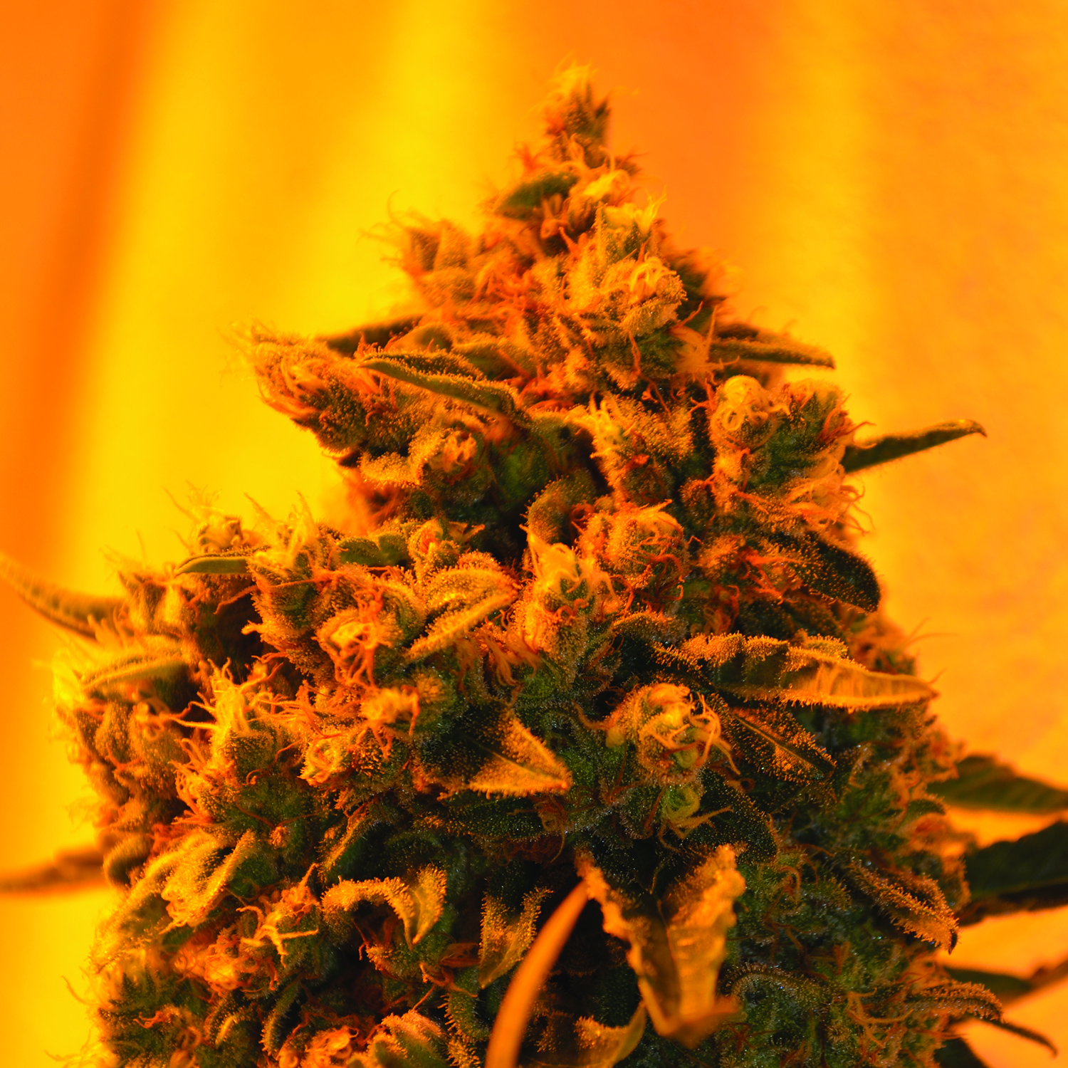 An image of Critical Sour Diesel