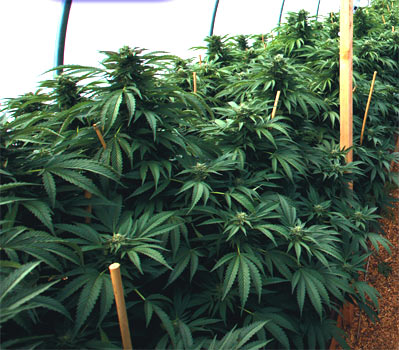 An image of Mastodon Kush