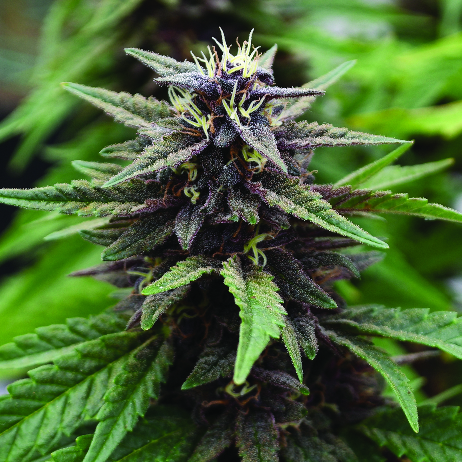 An image of Royal Purple Kush CBD
