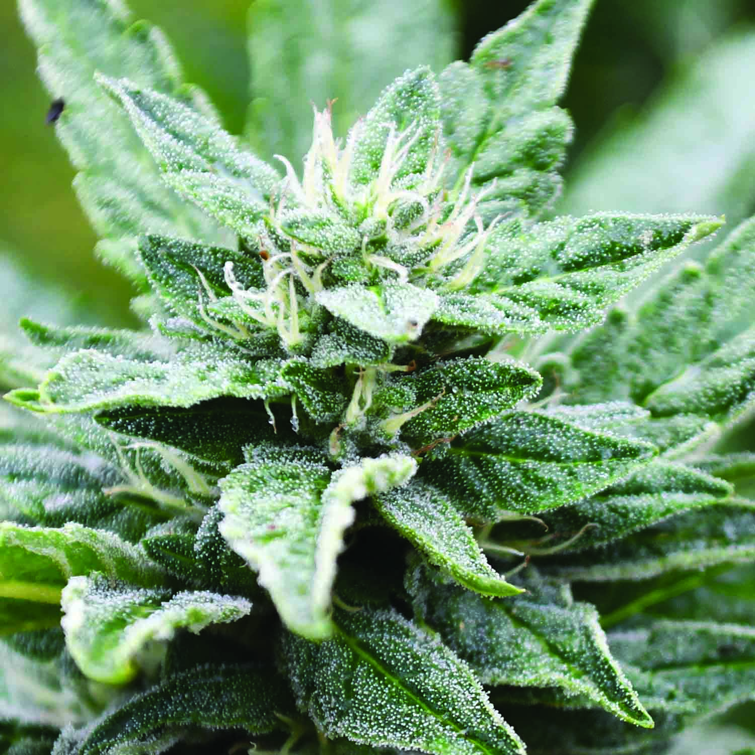 An image of San Fernando Valley OG Kush x RPK